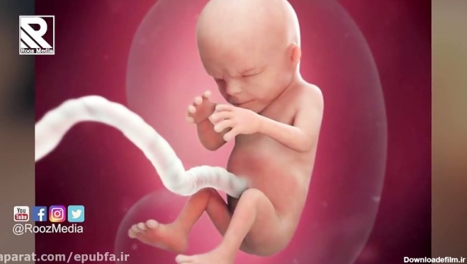 سفر 9 ماهه کودک در رحم مادر : تکامل جنین در رحم