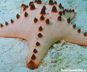 دانستنی های جالب درباره ستاره‌های دریایی