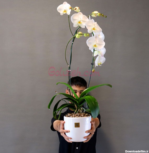 گل ارکیده سفید | قیمت و خرید فوری برای امروز گل ارکیده در ...