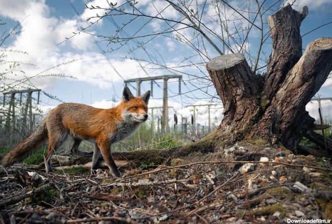 جوایز عکاسی حیات وحش بریتانیا 2023، از روباه آواره تا پرتره ...
