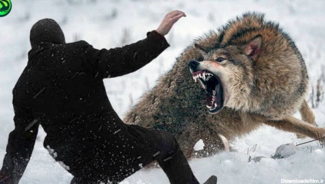 12 لحظه شکار مرگبار و خطرناک توسط گرگ ها | حمله دیدنی گرگ ها