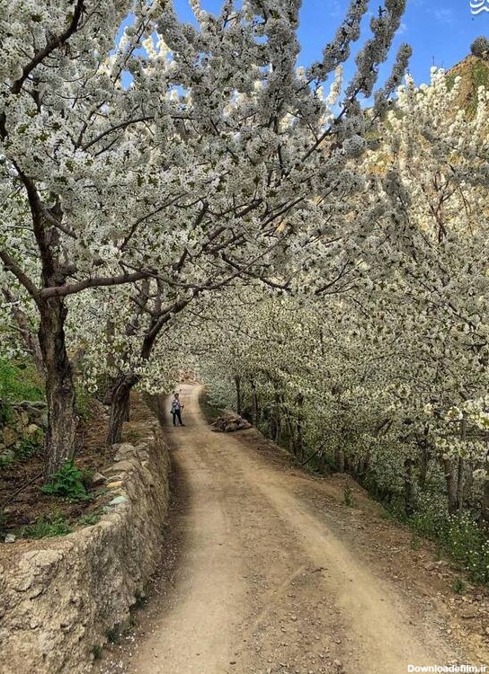 آخرین خبر | شکوفه‌های بهاری در روستای سنگان