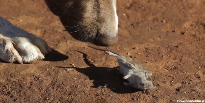 عکس‌های برگزیده جولان موش ها در استرالیا/حق با موشهاست یا کشاورزان ...