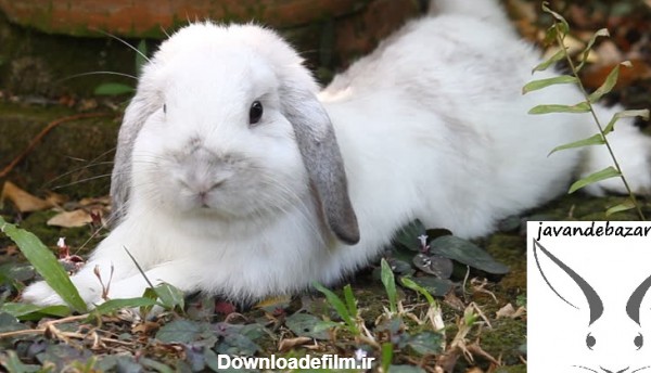 خرگوش لوپ اصیل - پت شاپ تخصصی جوندگان جونده بازار ترکیش لوپ