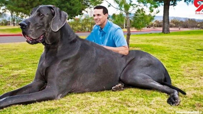فیلم/ 10 سگ خانگی بزرگ و غول پیکر جهان