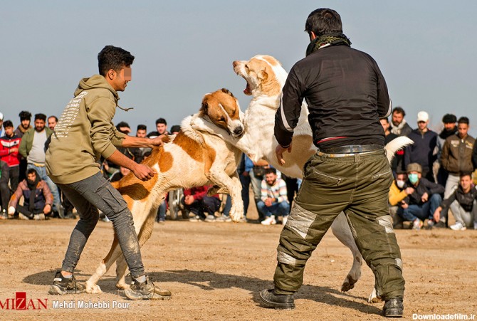 مسابقات وحشیانه سگ‌ها در اوضاع کرونایی مازندران - تابناک | TABNAK