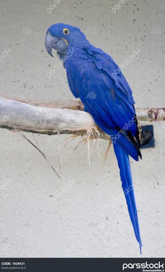این پرنده طوطی آبی بسیار بزرگ 1029431