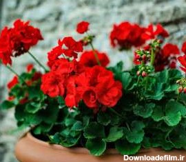 راهنمای کامل خرید ، نگهداری و پرورش گل شمعدانی + انواع