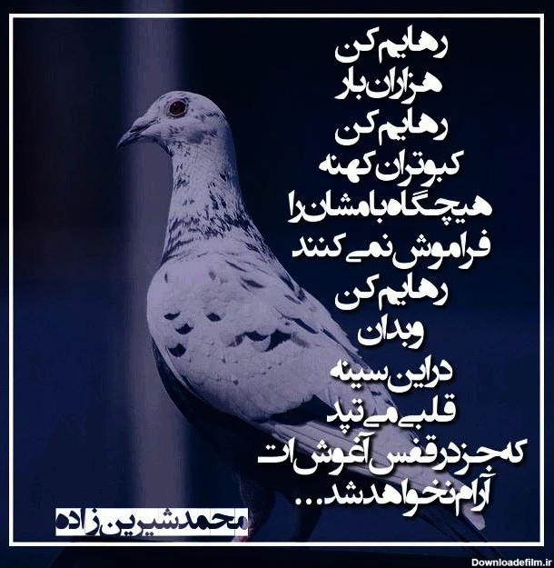اشعار کبوتر و مجموعه شعر درباره پرنده زیبای کبوتر