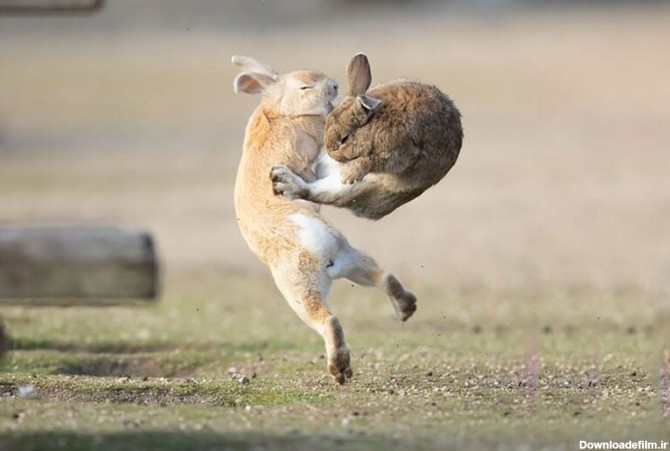 ببینید | فرار جانانه‌ خرگوش چابک از دست شکارچیان مخوف