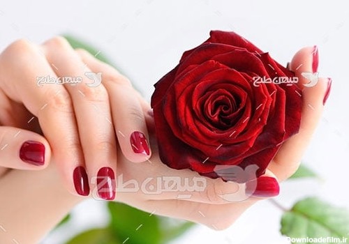 عکس شاخه گل رز در دست