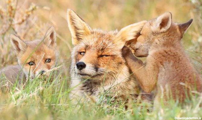 روباه های وحشی