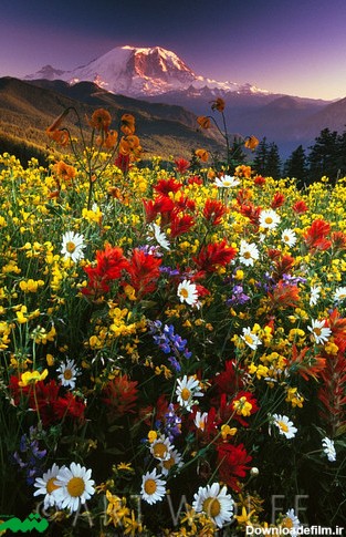 زیباترین گلهای جهان |عکس های مزارع گل - متمم