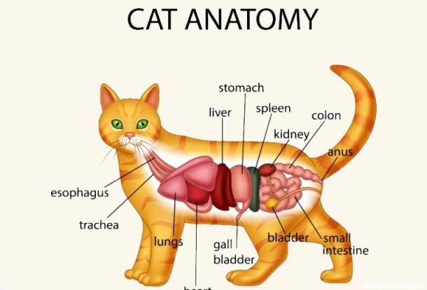 آناتومی گربه ( اسکلت و ماهیچه ) | وبلاگ باران‌پت
