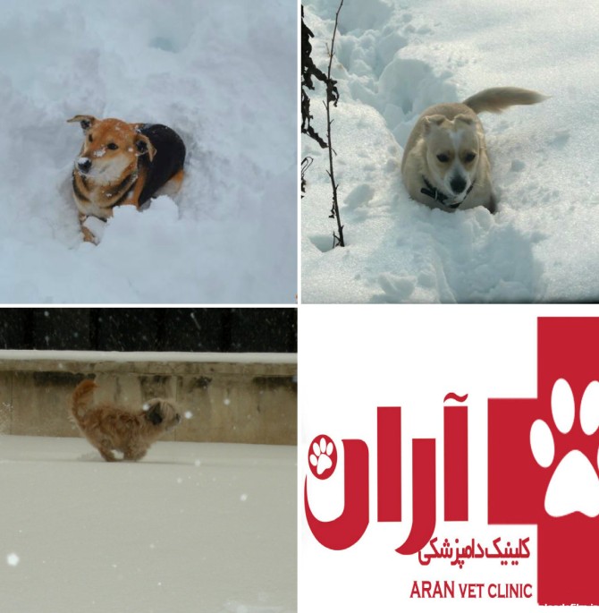 وب سایت کلینیک دامپزشکی آران | سگهای عاشق برف بازی