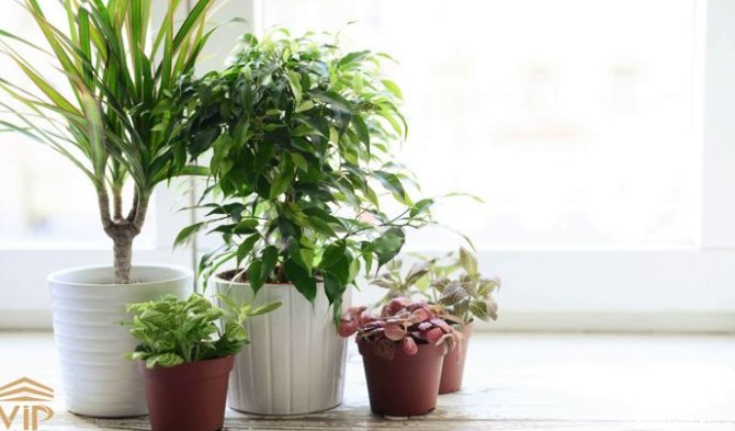22 بادوام ترین گیاهان آپارتمانی مقاوم؛ جان سخت و ماندگار - VIP