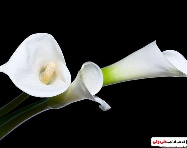 گل شیپوری سفید