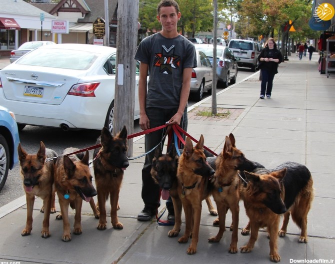 فرارو | (تصاویر) زندگی با ۲۰ سگ ژرمن شپرد!