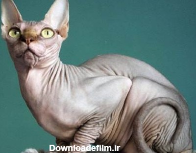10 نژاد گربه ترسناک که باید آن ها را بیشتر بشناسید - Happypet