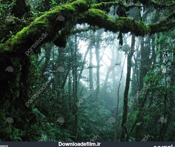 عکس جنگل های بارانی