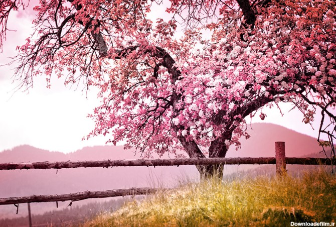 عکس مناظر طبیعت فصل زیبای بهار ⚡️ تصاویر مناظر زیبای بهاری در ...