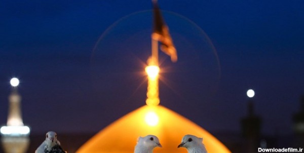 روایت «ملائکه» از کبوتر پناهنده به امام رضا(ع) | خبرگزاری فارس