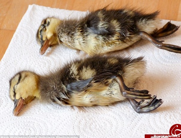 جوجه اردک هایی که جان خود را در مسابقه از دست دادند + تصاویر