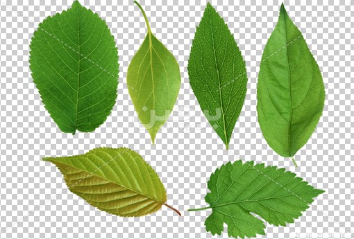 Borchin-ir-green-leaf-png عکس برگ های درختان۲