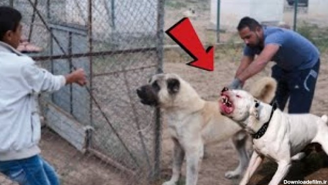 جنگ سگ ها - کلیپ سگ بازان - وقتی سگ های بزرگ حمله می کنند!!!
