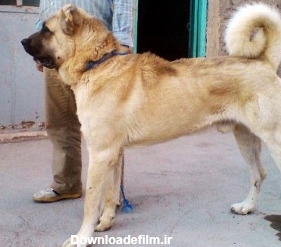 قیمت سگ پژدر عراقی به همراه بررسی قدرت جسمانی و خصوصیات اخلاقی این ...