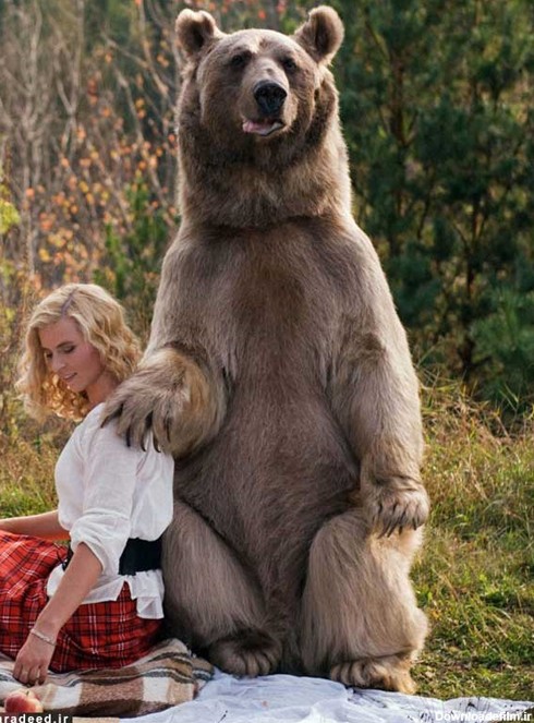 عکس خرس با دختر