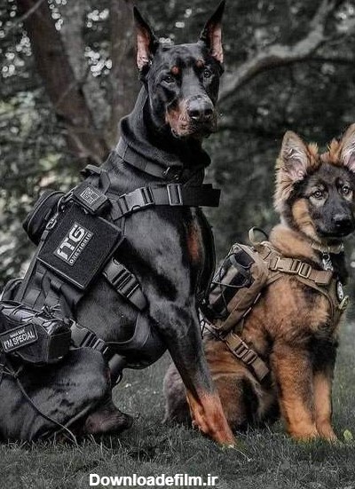 10 نژاد سگ قهرمان یا همان سگ نجات دهنده که در گارد پلیس استفاده می ...