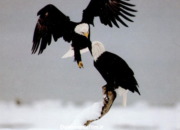عکس عقاب عاشق - عکس نودی
