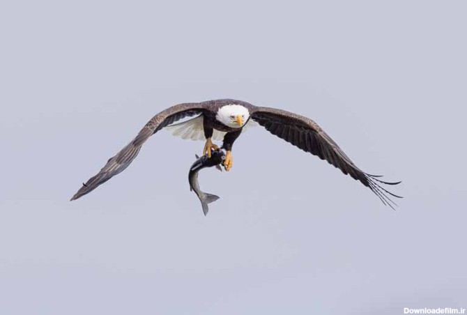 دانلود تصویر عقاب و شکار ماهی | تیک طرح مرجع گرافیک ایران