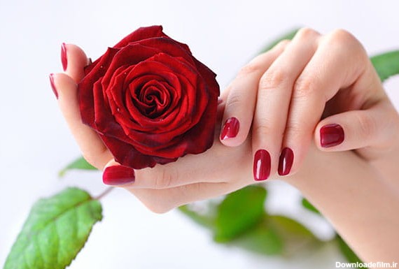 عکس گل رز قرمز قشنگ