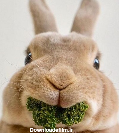۲۱ عکس خرگوش فانتزی شاد و غمگین برای پروفایل | ستاره
