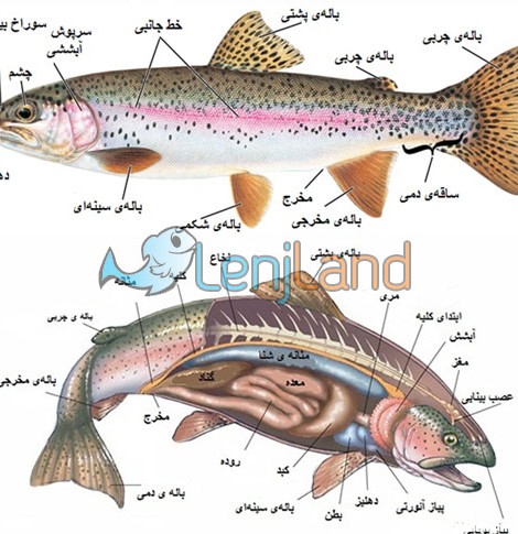 اعضا و اجزای بدن ماهی | شناخت ماهی ها - لنج لند