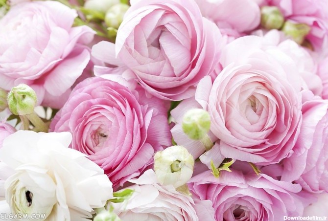 55 عکس زیبا از گل آلاله که چشم هایتان را خیره می کند