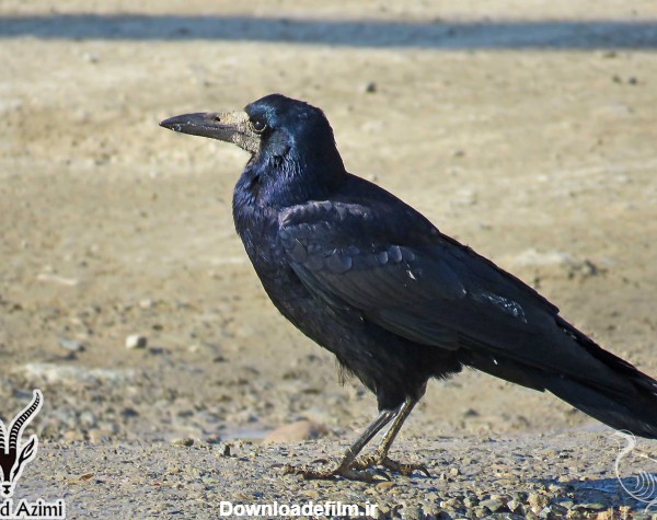 کلاغ سیاه » کلاغ سیاه (Corvus frugilegus) » گالری » سایت تخصصی ...