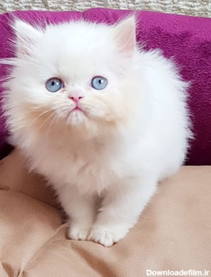 عکس بچه گربه سفید چشم آبی