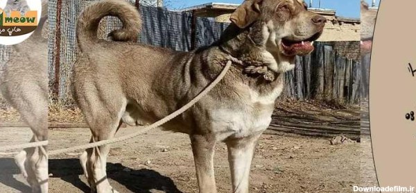 عکس سگ عراقی قصاب