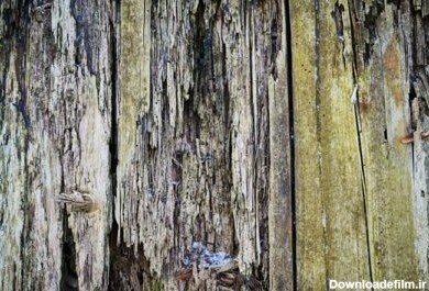 دانلود عکس بافت چوب قدیمی برای پس زمینه وب پوسیده پوسیده