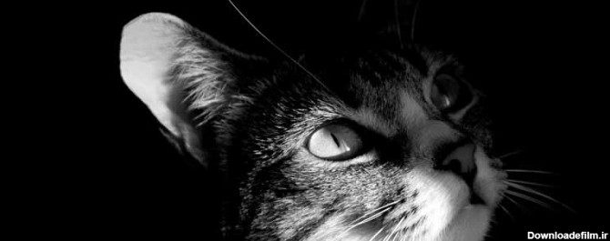 دانلود تصویر سیاه و سفید گربه از نمای نزدیک