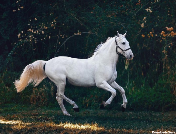 مشخصات اسب سفید ترکمن ایرانی