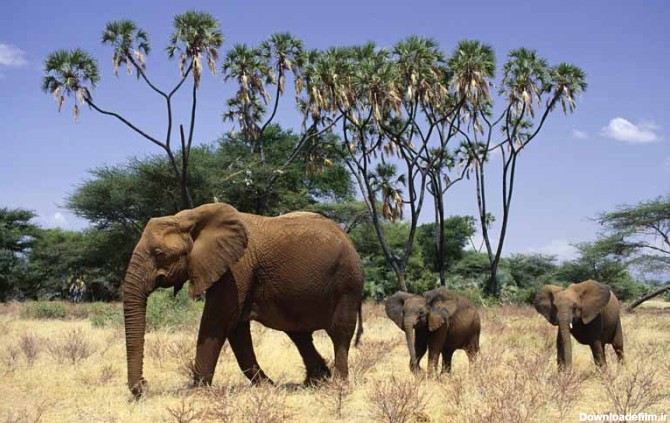دانلود تصویر فیل های آفریقایی