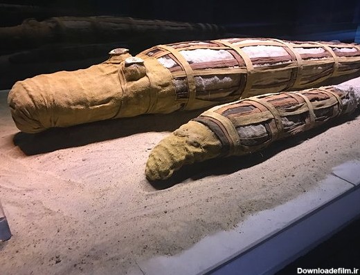 کشف یک تمساح مومیایی غول پیکر در مصر+عکس