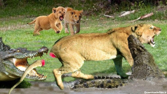 تمساح در مقابل شیر - جنگ دیدنی وحشتناک
