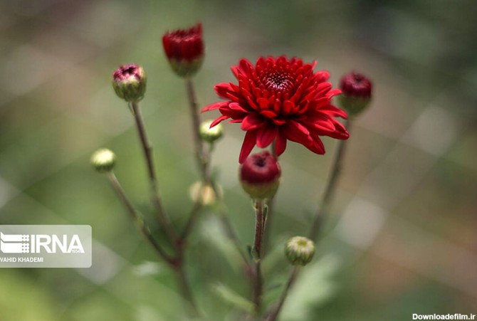 همشهری آنلاین - تصویر | شکوفایی‌ گل‌های زیبای بهاری