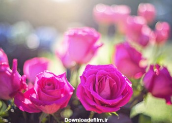 جدیدترین عکس گلهای رز صورتی roses pink light