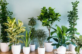 گیاهان آپارتمانی تصفیه کننده هوا کدامند +عکس - مشرق نیوز